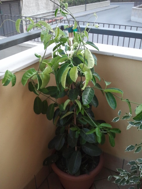 2013 09 05 18.50.19
Stephanotis
