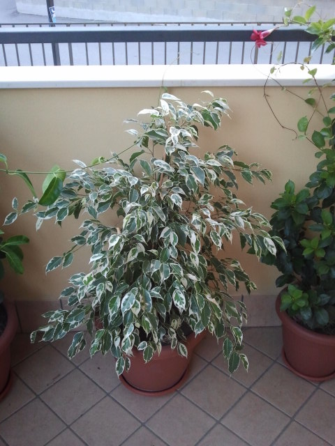 2013 09 05 18.50.26
Ficus beniamino
