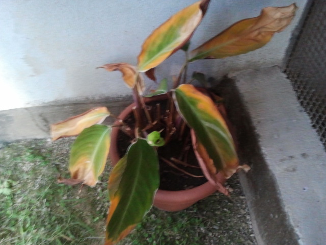 2013 09 05 18.50.54
Calathea triostar