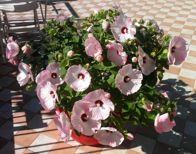 2013 fioritura agosto