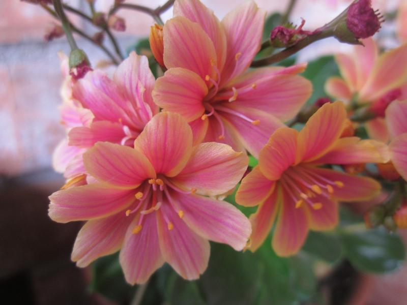 2013 - lewisia