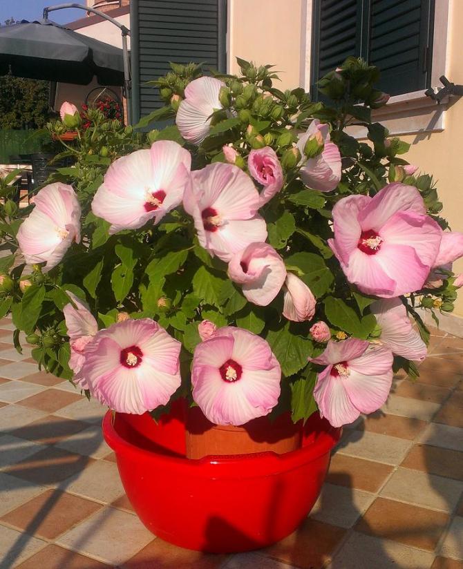 2013 prima fioritura