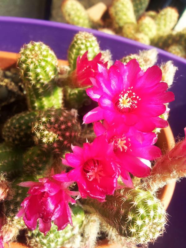 20130605_104652.jpg