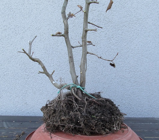2016 - 2 CARPINI SANKAN RADICI.JPG