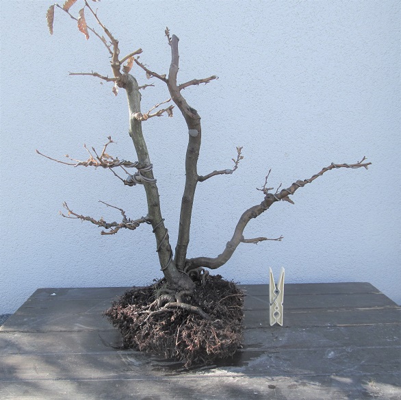 2019-2 CARPINO SANKAN 1.JPG
