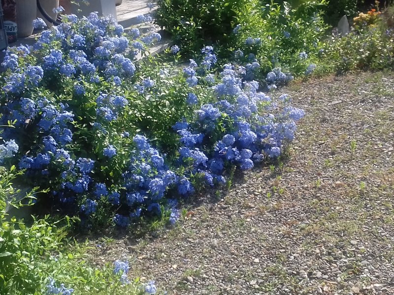 20200711_092515.jpg