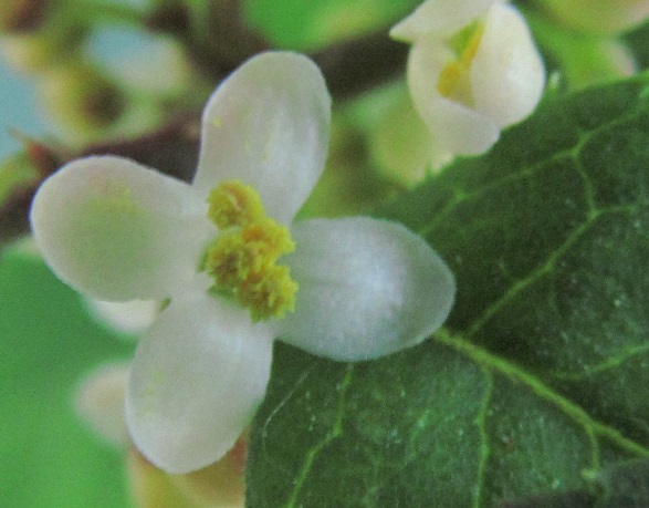 2021-5-31 ILEX SERRATA B FIORE MASCHILE 2.JPG