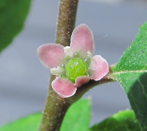 2021-6-2 ILEX SERRATA A  FIORE FEMMINILE 2.JPG