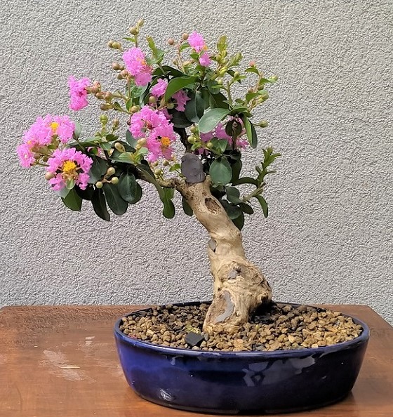 2021-7 LAGERSTROEMIA D SHOHIN 1.jpg