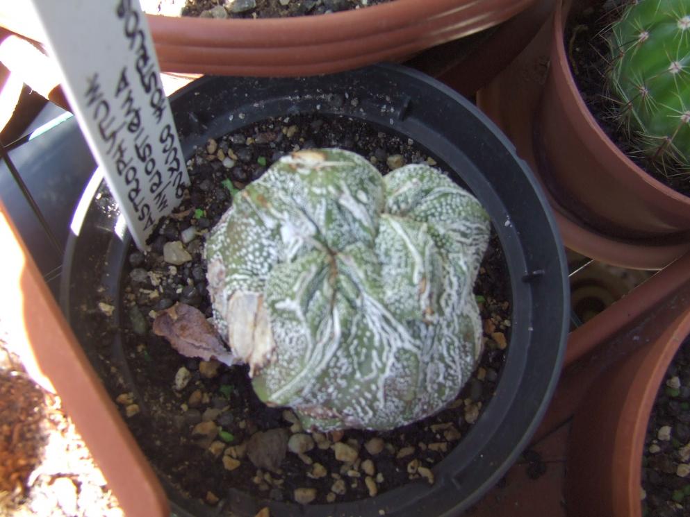 2072011 Astrophytum myriostigma cv onzuka monstruoso