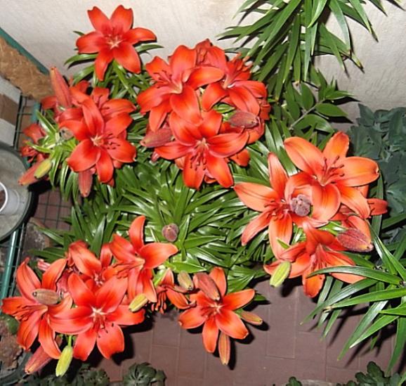 20liliumF
