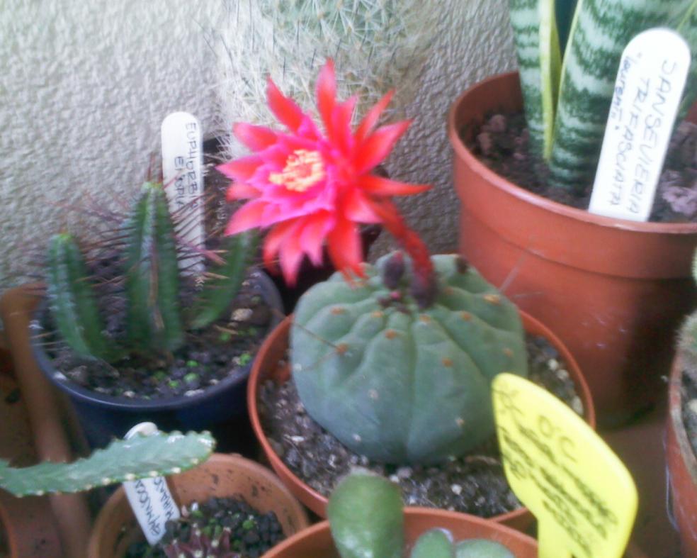 220411 Matucana fiore