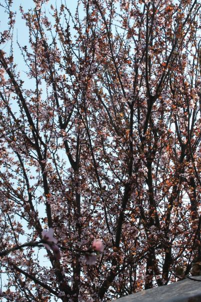 23.03.15 prunus