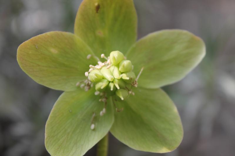 24.03.15 helleborus niger