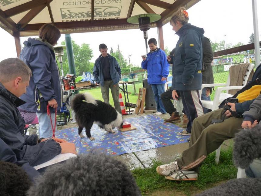 26 aprile 2009. empoli. giochi di attivazione mentale per cani