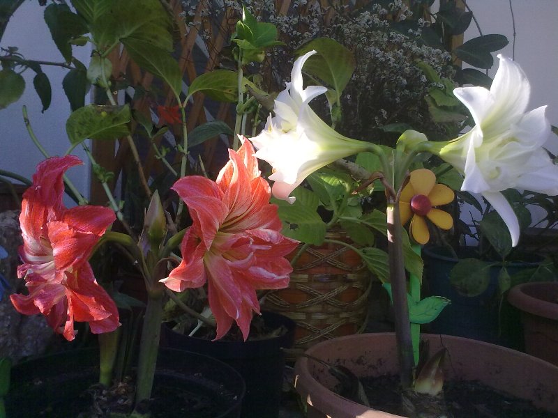 2HippLandriana