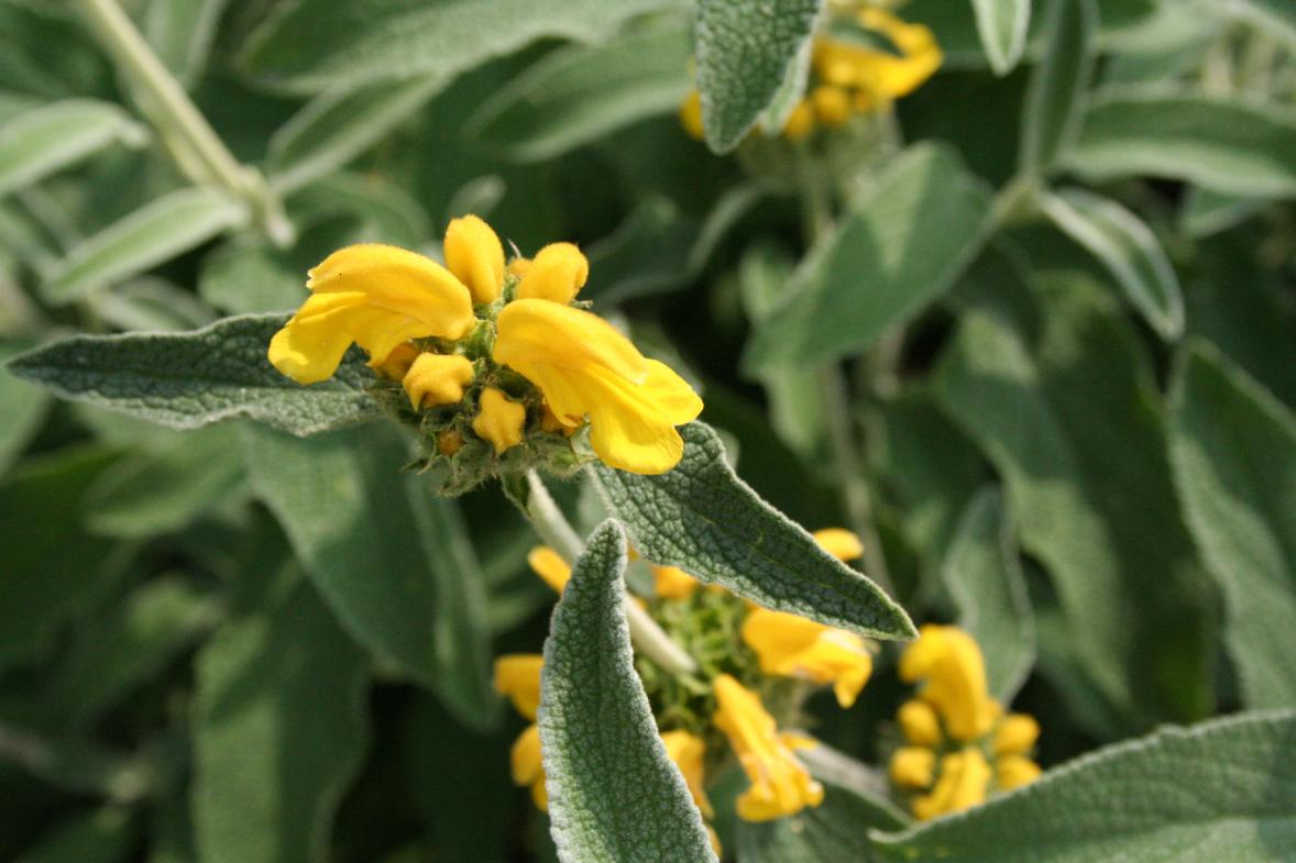 3 giugno 2012 003                   phlomis