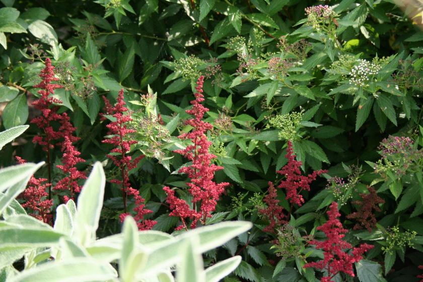 3 giugno 2012 004     astilbe arendsii fanal