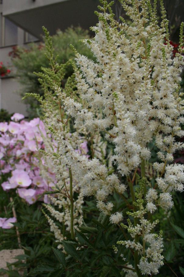 3 giugno 2012 005   astilbe arendsii boudal veil