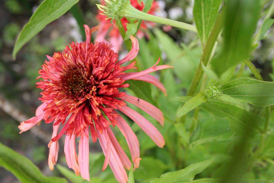 3 giugno 2012 006    echinacea dabble form