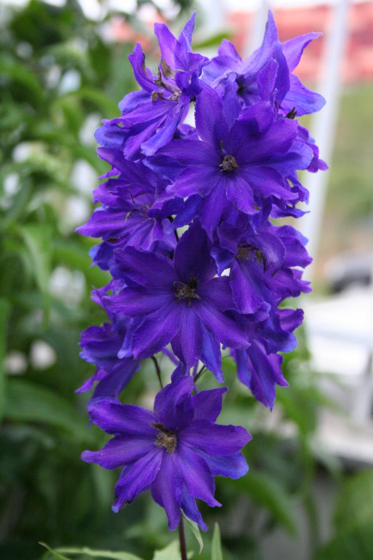 3 giugno 2012 009   delphinium