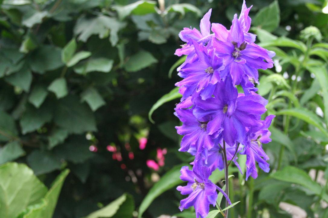 3 giugno 2012 010  delphinium