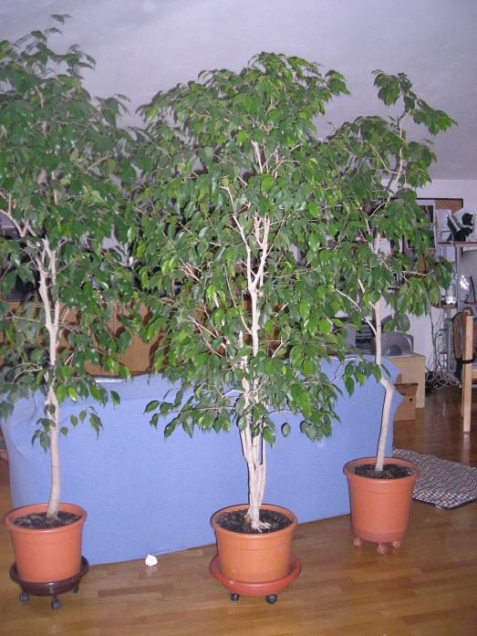 30 ott 2008. i miei bellisimi e adorati Ficus benjamina!!! questi li buttano nella ex ditta dove lavorava mia mamma, comprati per una fiera e poi bido