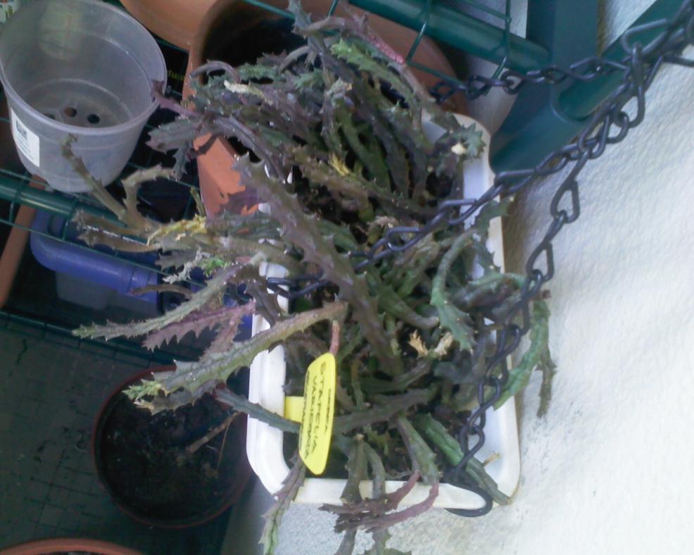300311  Stapelia veriegata