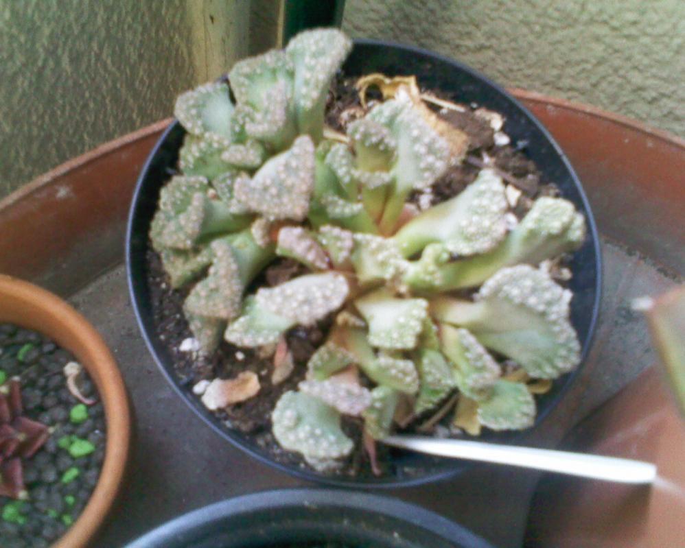 300311 Titanopsis Calcarea