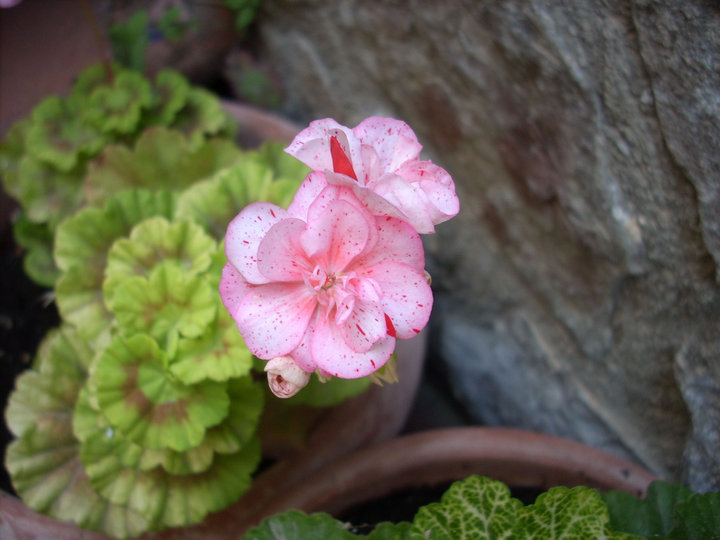 31674_401772545867_&