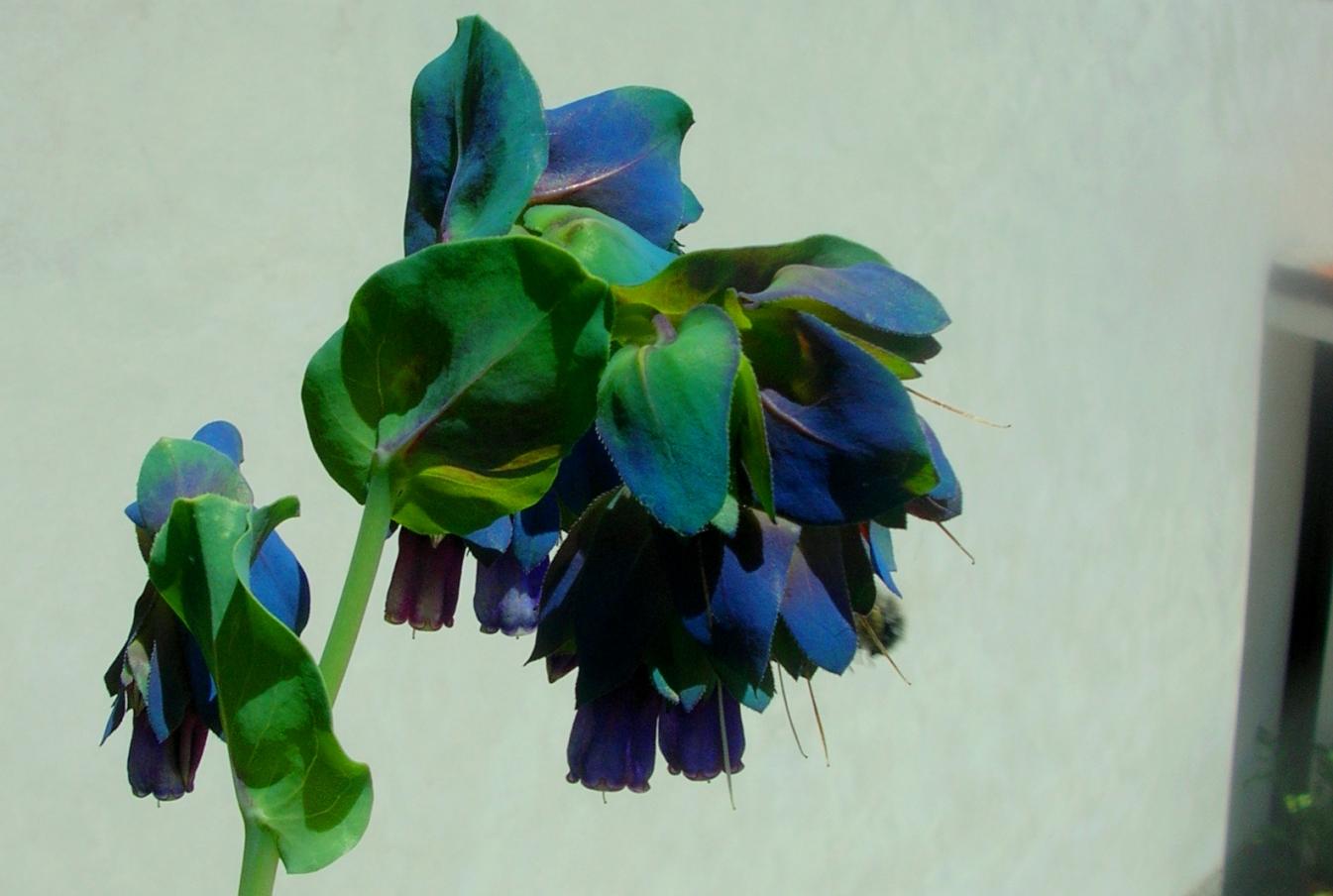 7 - Cerinthe - 29-