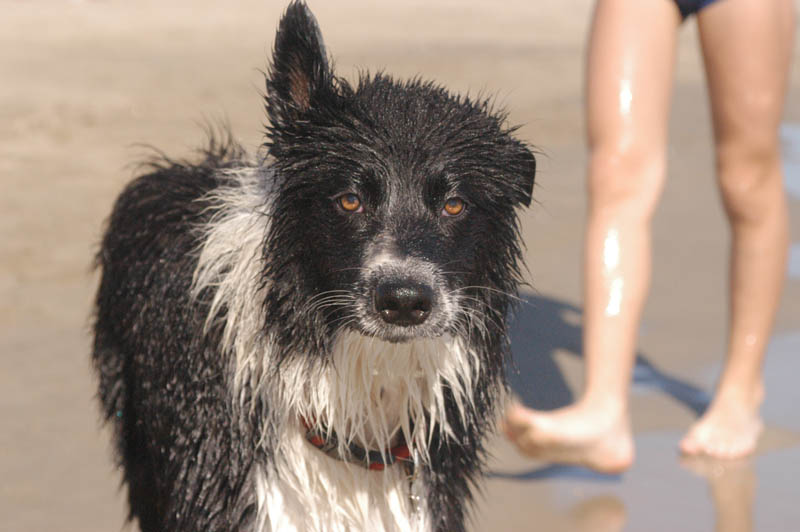 7 settembre 2007. al mare in toscana. ho 9 mesi. il mio orecchio da squalo dritto anche quando son tuttta bagnata e piena di frise'!