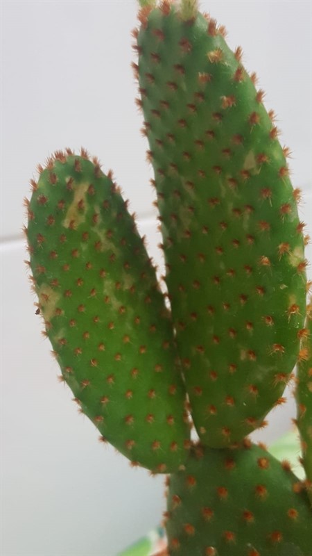 7_450x800