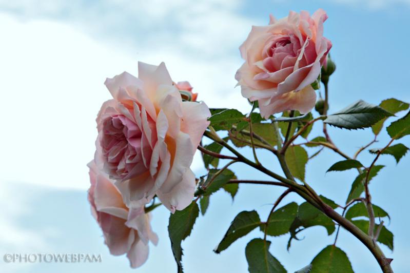 A Shropshire Lad