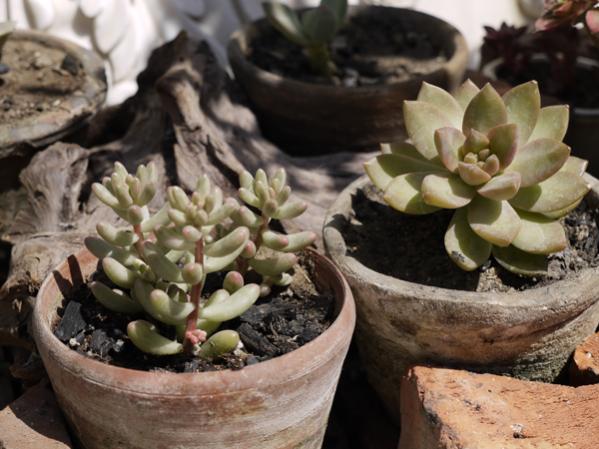 a sinistra : sedum pachyphyllum 
a destra sedum nussbaumerianum.