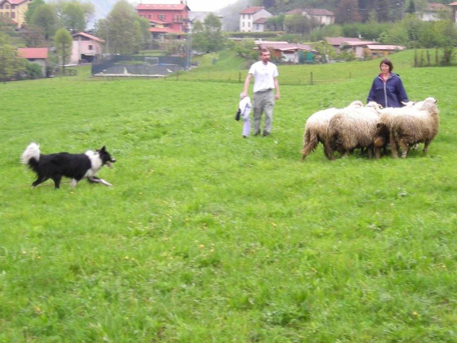 abbiamo provato un po' di sheepdog....