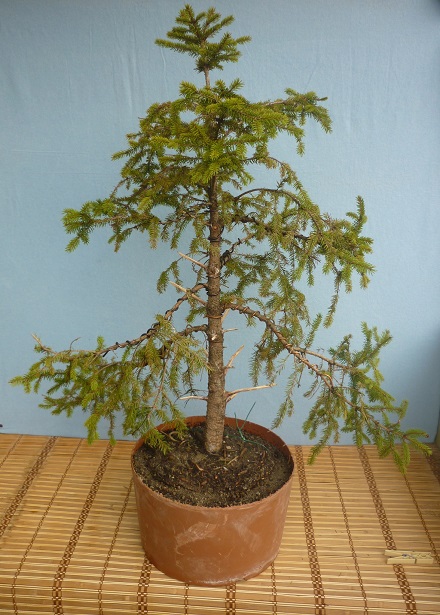 ABETE ROSSO 2012-3