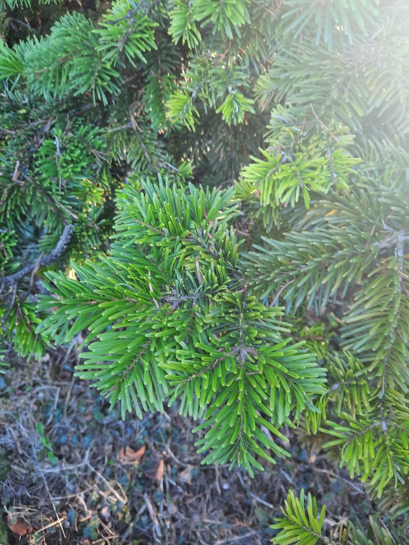 Abies 1