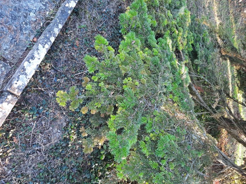 abies 2 rid.jpg