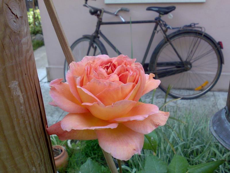 abraham darby 2