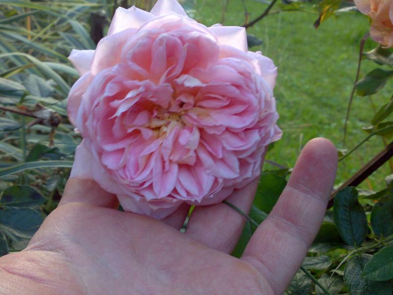 abraham darby