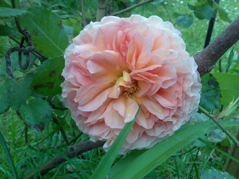 abraham darby