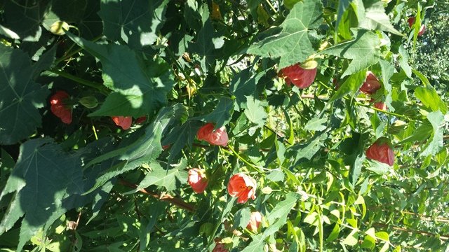 Abutilon