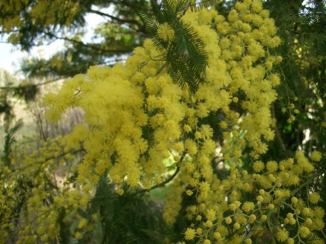 Acacia dealbata