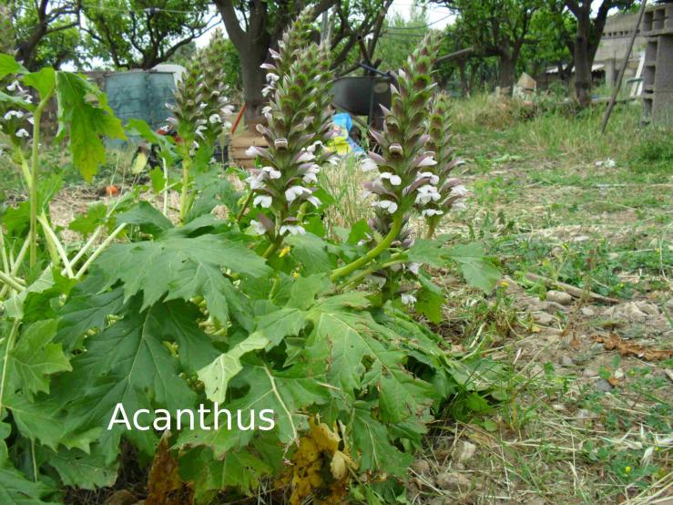 Acanthus L famiglia delle Acanthaceae,