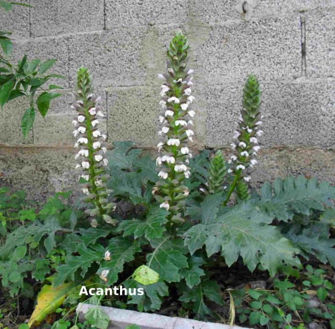 Acanthus L famiglia delle Acanthaceae