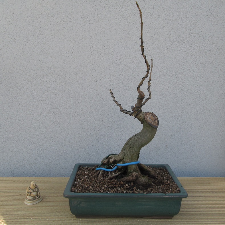 ACER PSEUDOPLATANUS  2 -2019-2