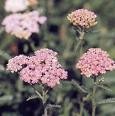 achillea intera