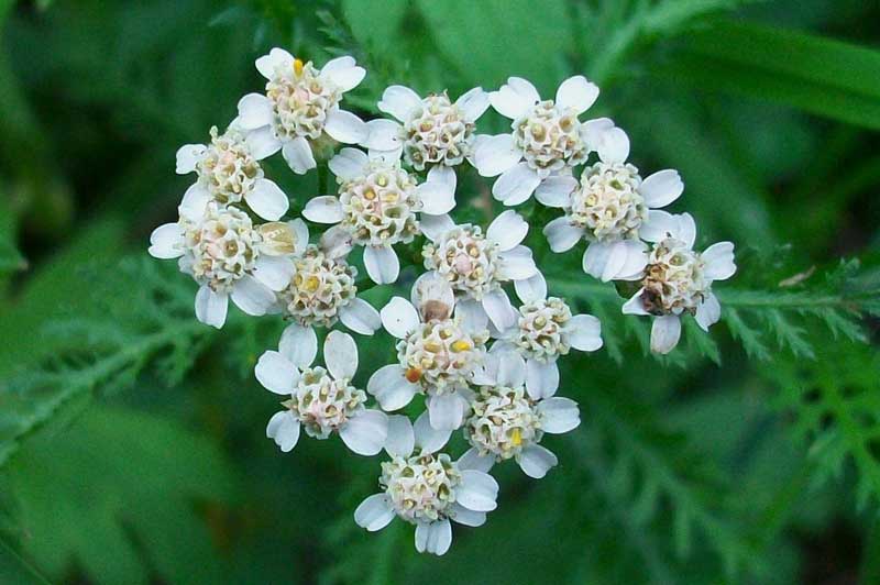 ACHILLEA MILLEFOLIUM L. RIMEDIO PER DISTURBI GASTRICI NAUSEA, DISMENORREA EPISTASSI EMORROIDI
Articolo stampato da NaturopataOnline.org

Indirizzo