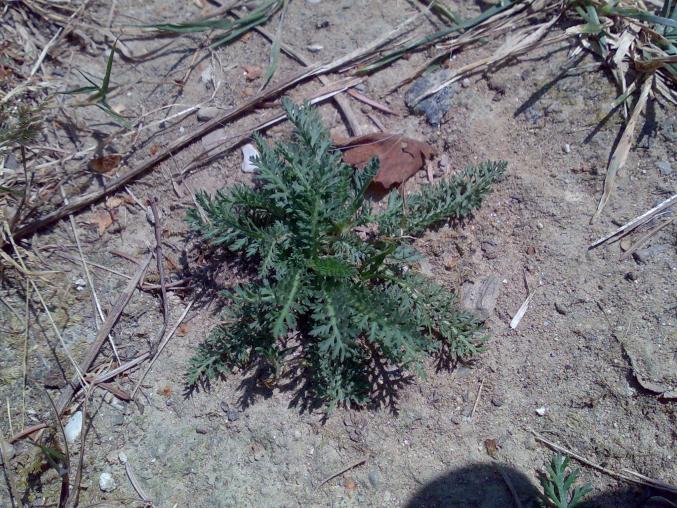 achillea piccola